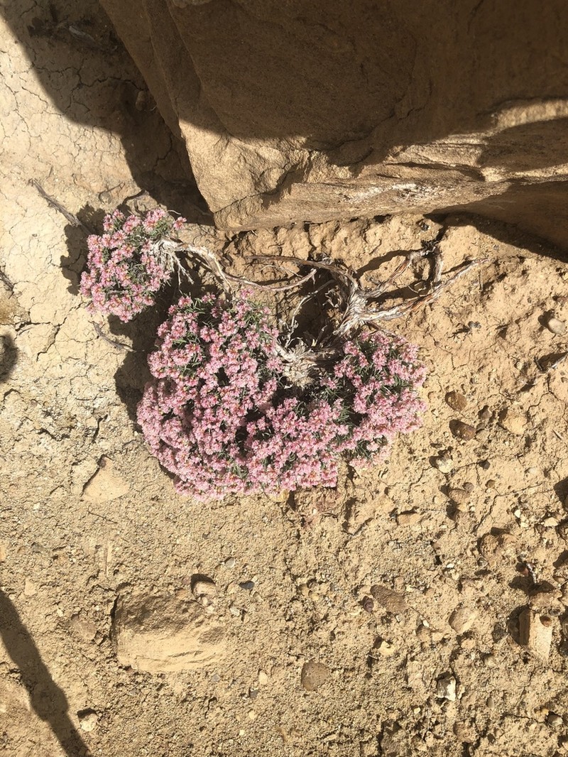 Pretty Buckwheat photo 4