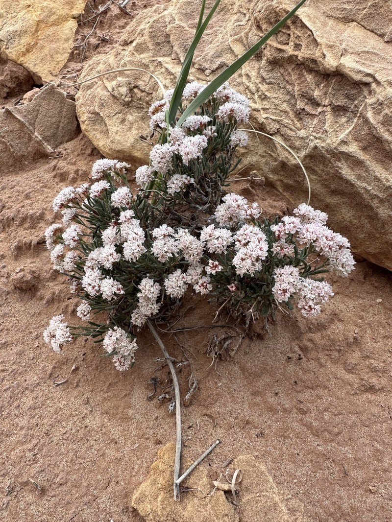 Pretty Buckwheat photo 5