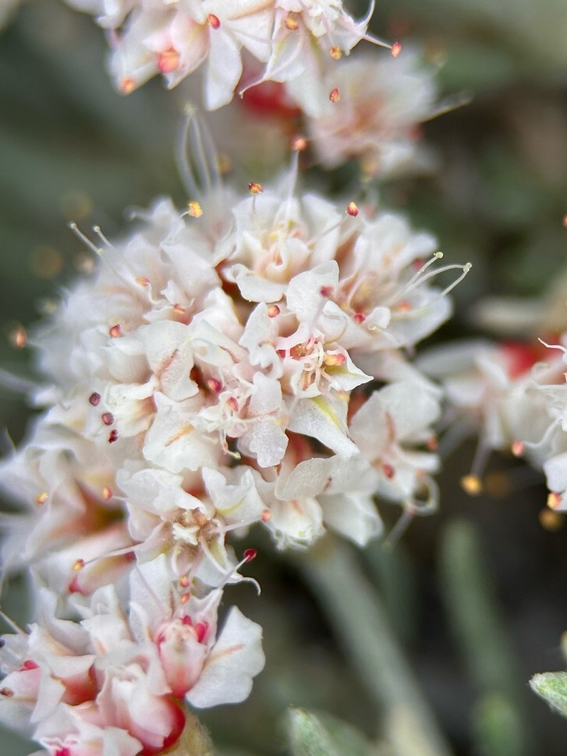 Pretty Buckwheat photo 6