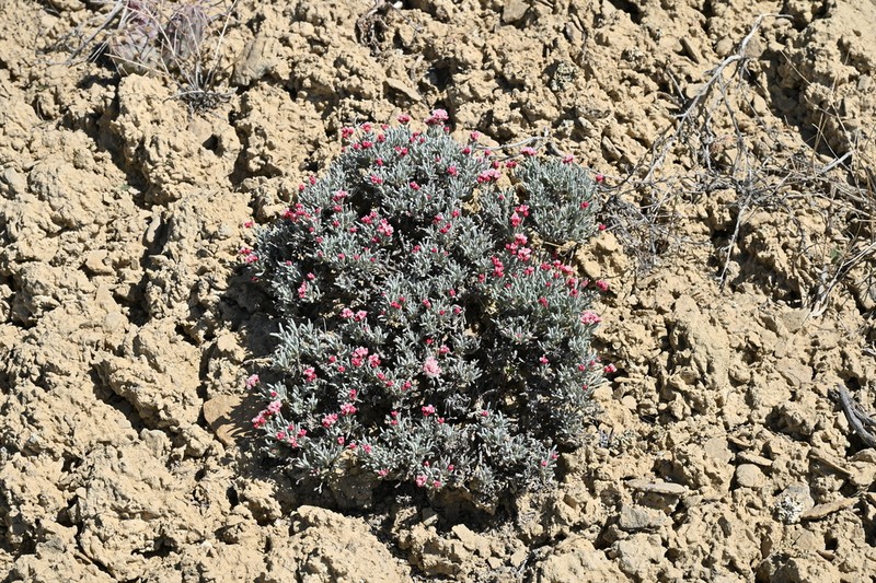 Pretty Buckwheat photo 7