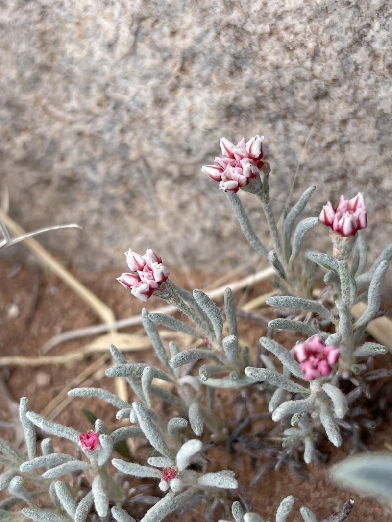 Pretty Buckwheat photo 8