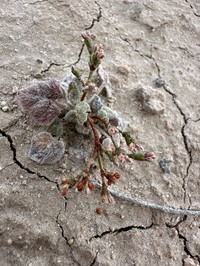 Pahrump Valley Buckwheat