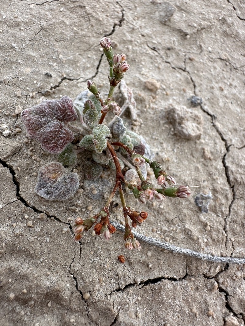 Pahrump Valley Buckwheat