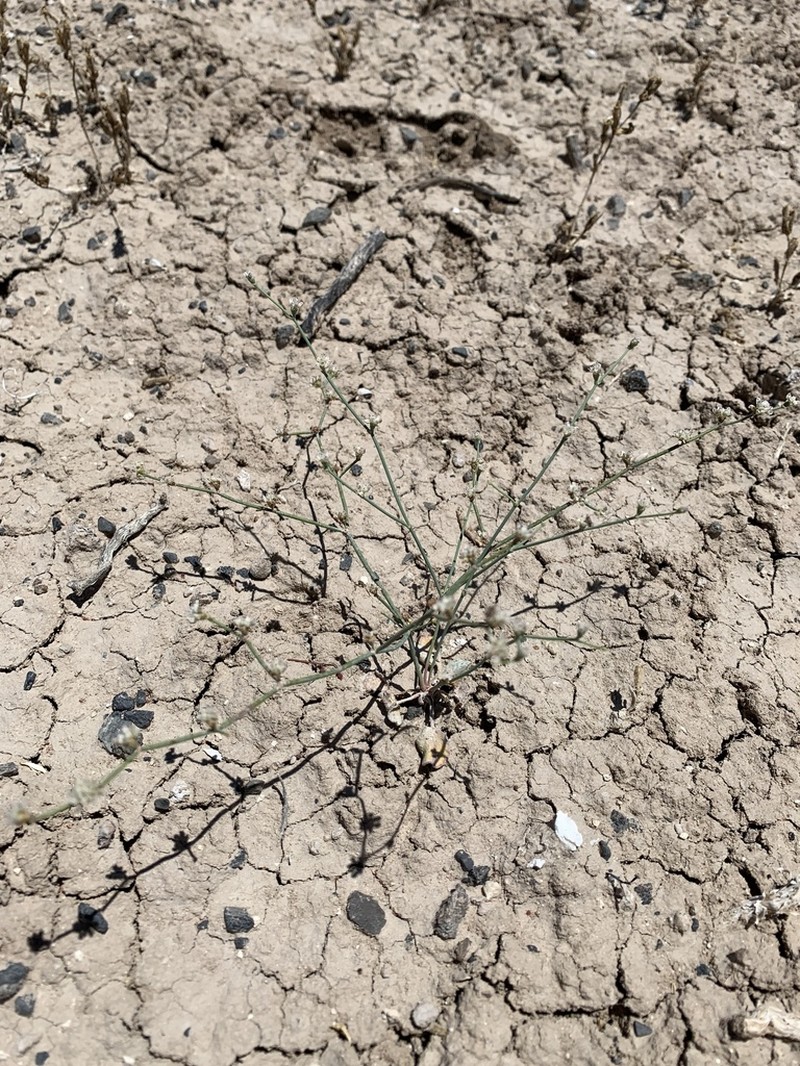 Pahrump Valley Buckwheat photo 2