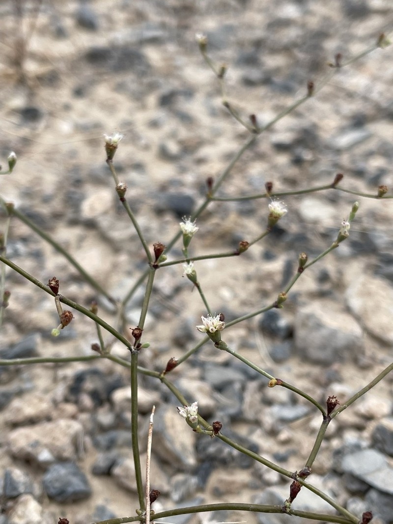 Pahrump Valley Buckwheat photo 3