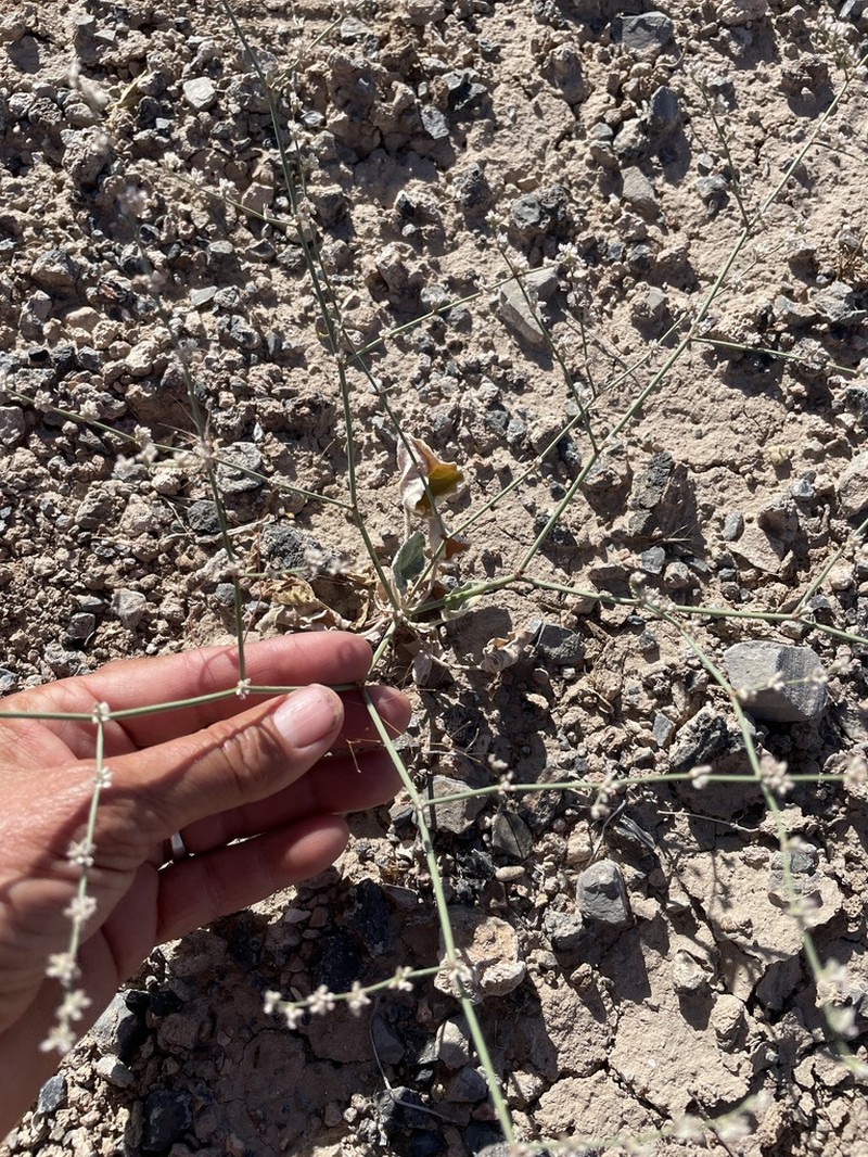 Pahrump Valley Buckwheat photo 4