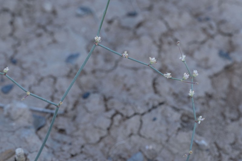 Pahrump Valley Buckwheat photo 5
