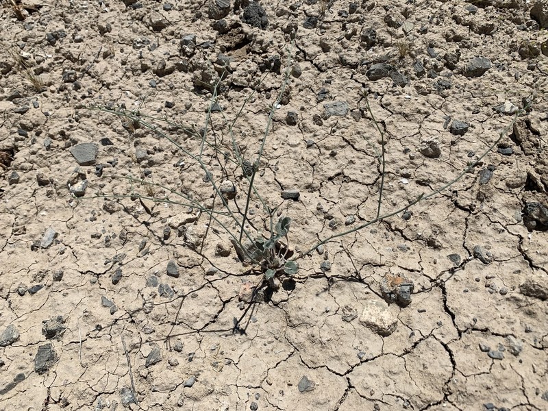 Pahrump Valley Buckwheat photo 6
