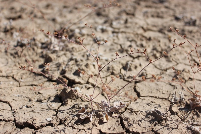Pahrump Valley Buckwheat photo 7