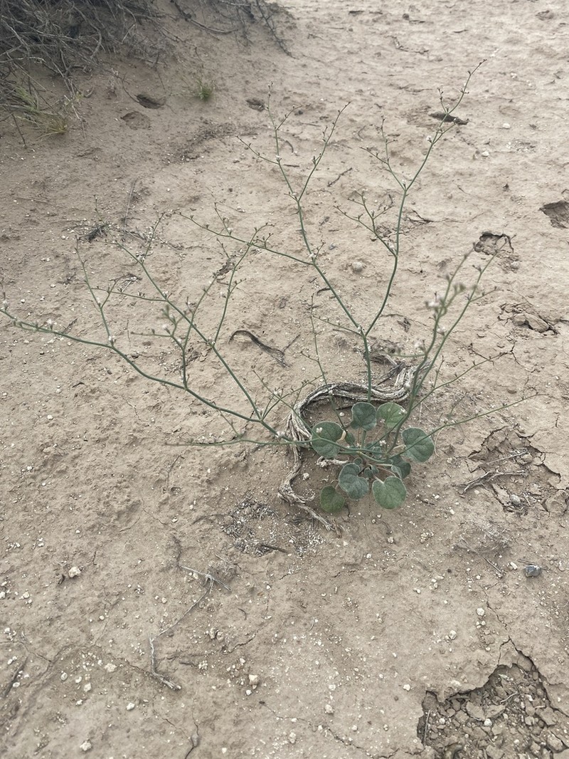 Pahrump Valley Buckwheat photo 8