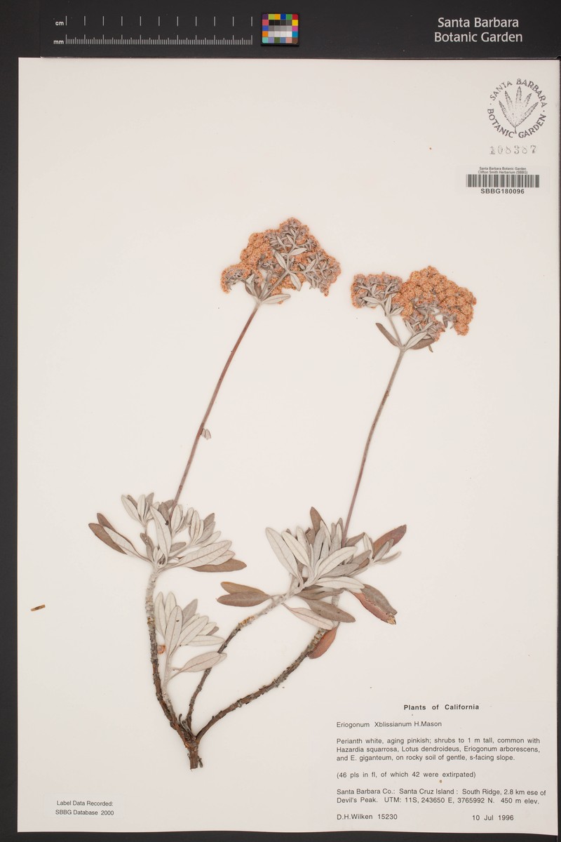 Buckwheat