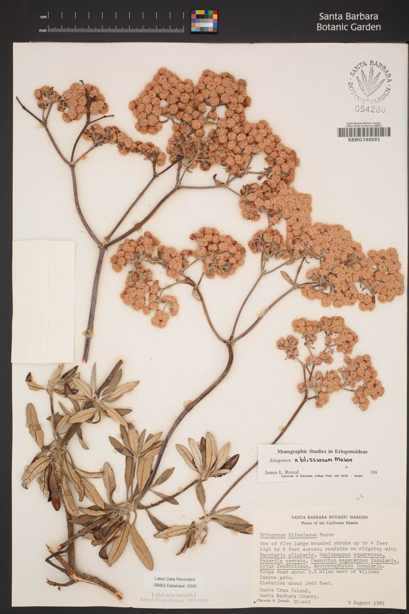 Buckwheat photo 2