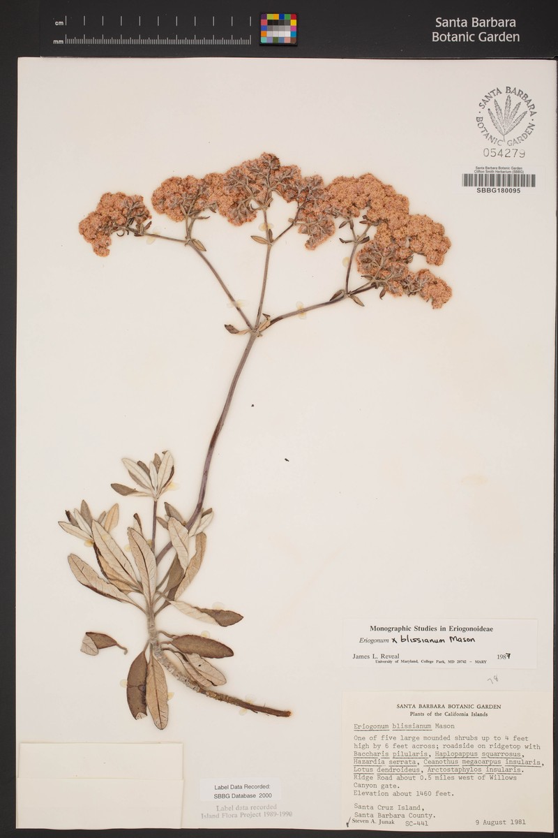 Buckwheat photo 3
