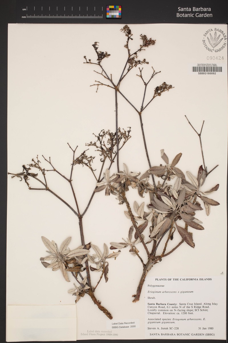 Buckwheat photo 4