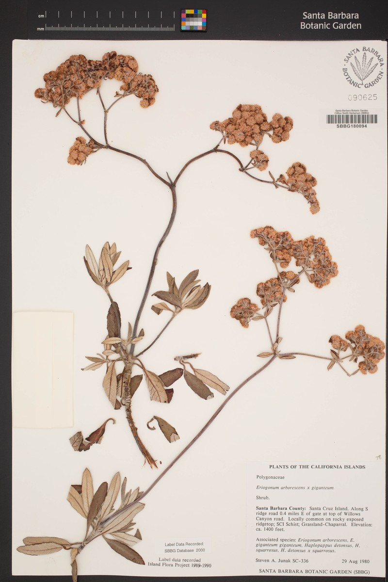Buckwheat photo 5