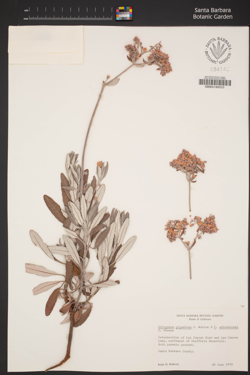 Buckwheat photo 6