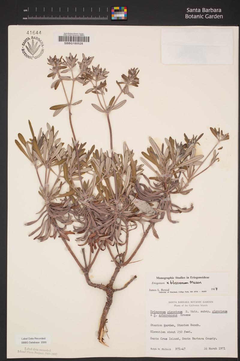 Buckwheat photo 7