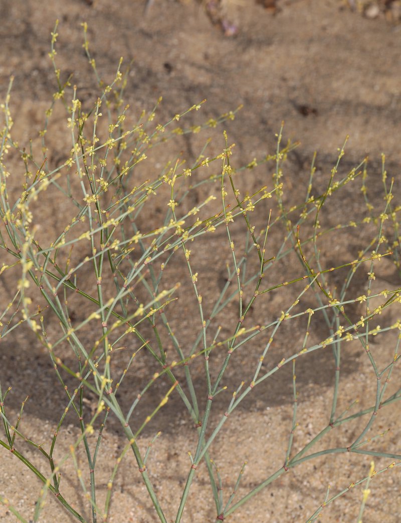Shortflower Buckwheat