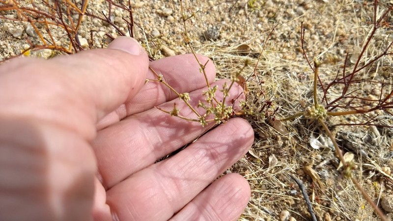 Shortflower Buckwheat