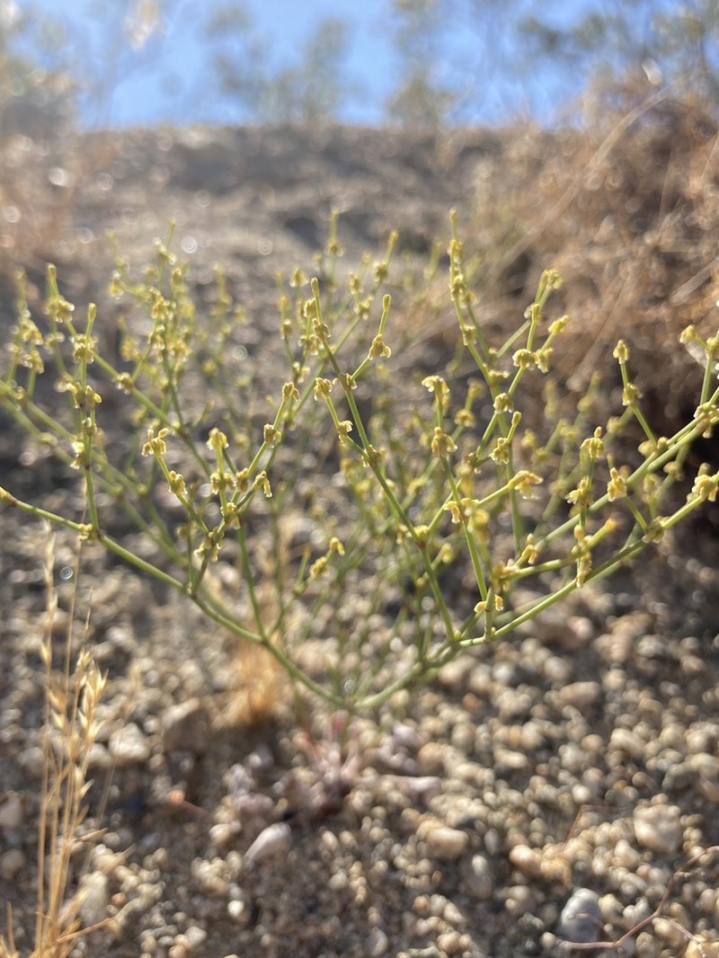 Shortflower Buckwheat photo 2