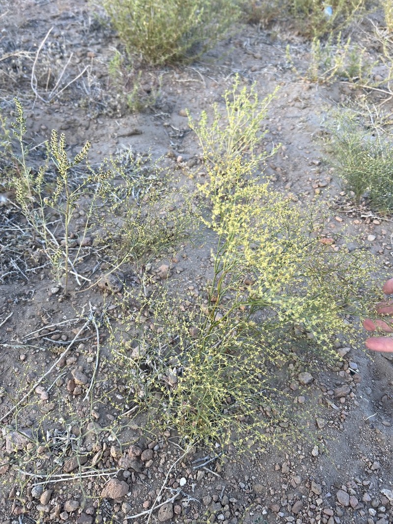 Shortflower Buckwheat photo 3