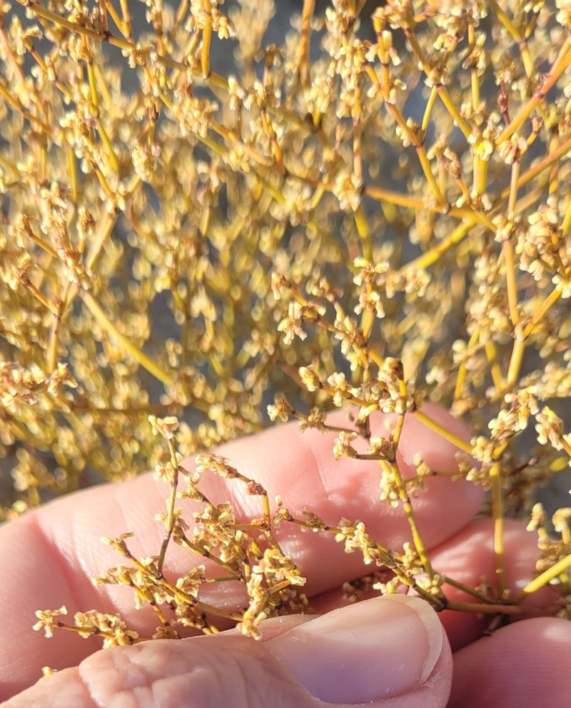 Shortflower Buckwheat photo 4