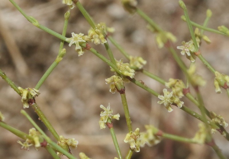 Shortflower Buckwheat photo 5