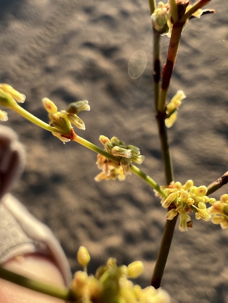 Shortflower Buckwheat photo 6
