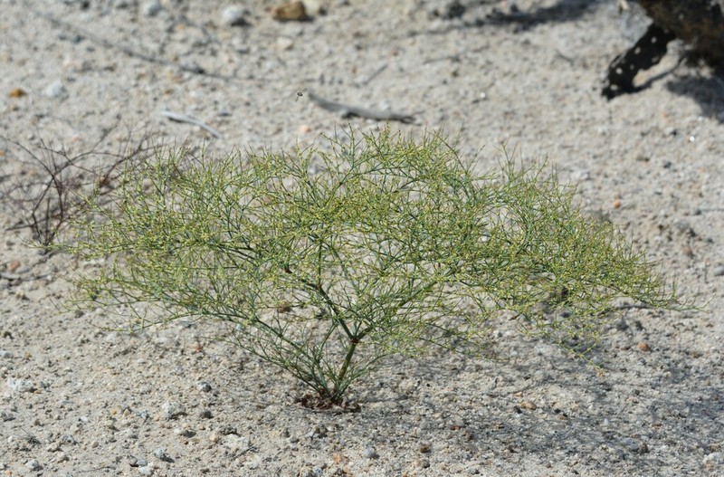 Shortflower Buckwheat photo 7