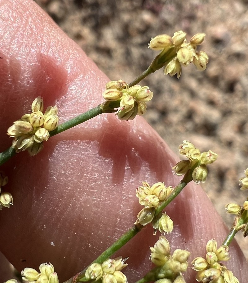 Shortflower Buckwheat photo 8