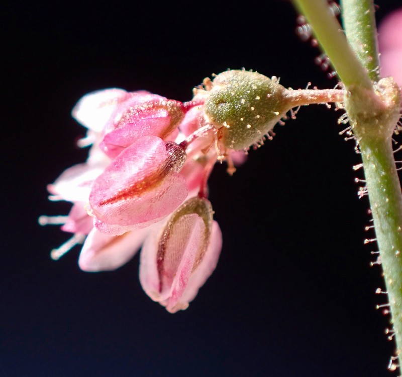 Parry's Buckwheat