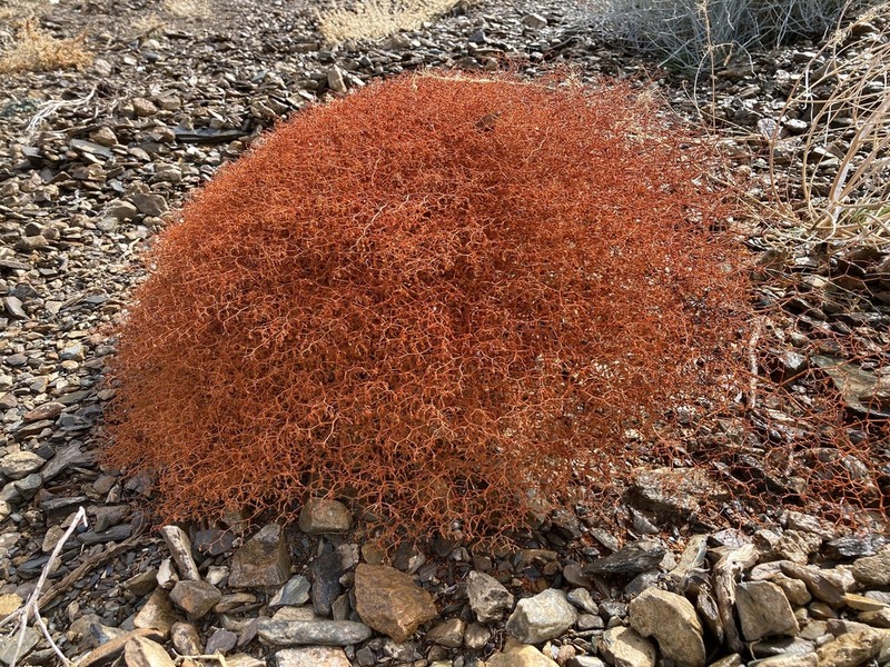 Parry's Buckwheat photo 2
