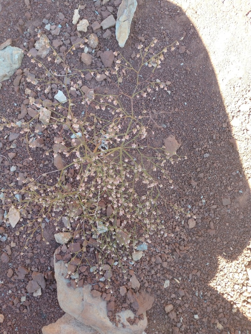 Parry's Buckwheat photo 3