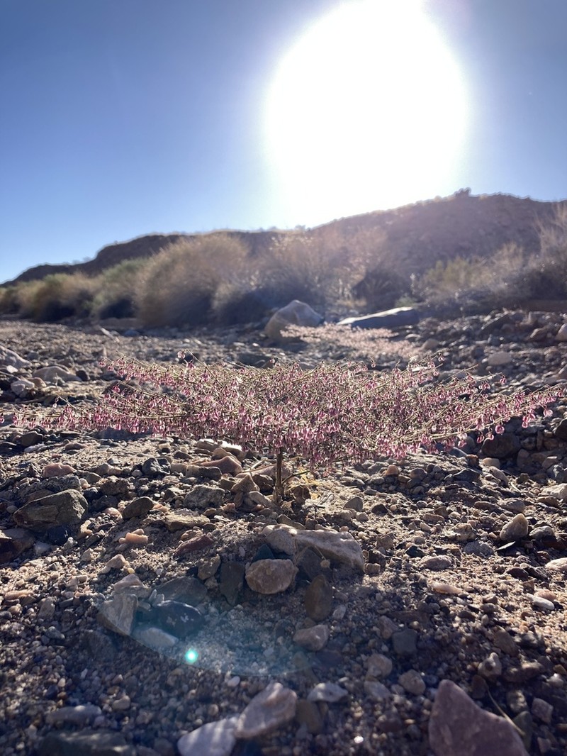 Parry's Buckwheat photo 4
