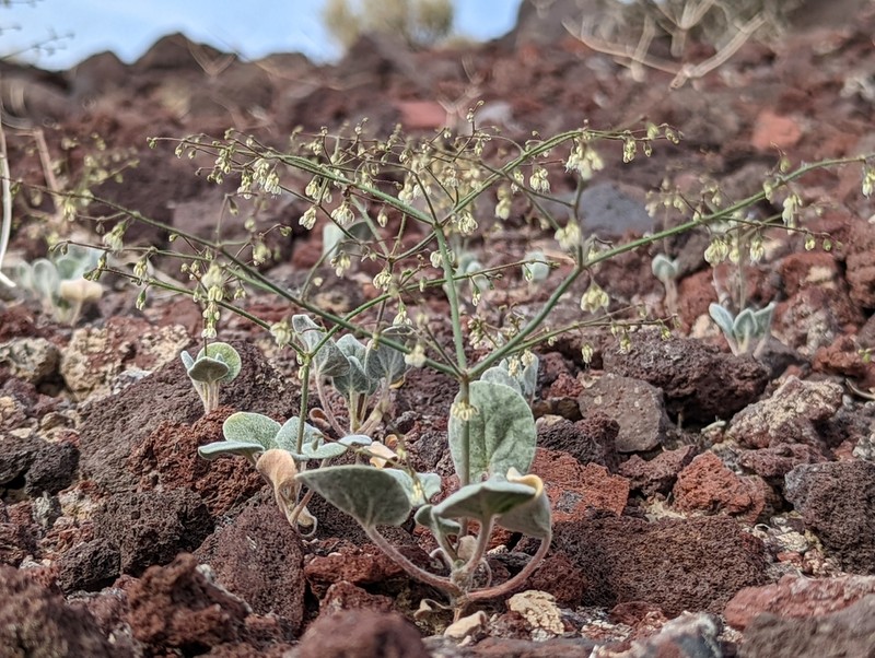 Parry's Buckwheat photo 5
