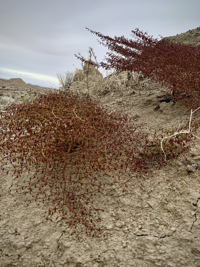 Parry's Buckwheat photo 6