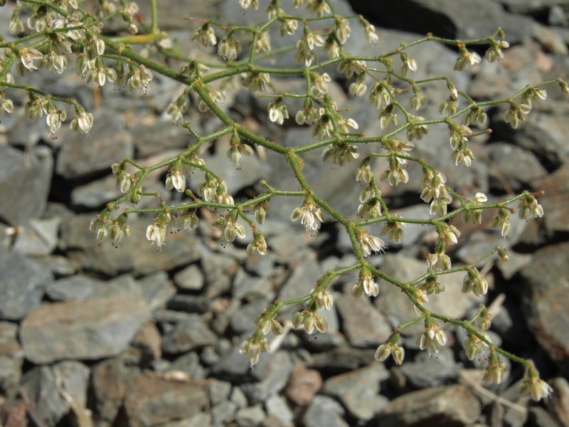 Parry's Buckwheat photo 7