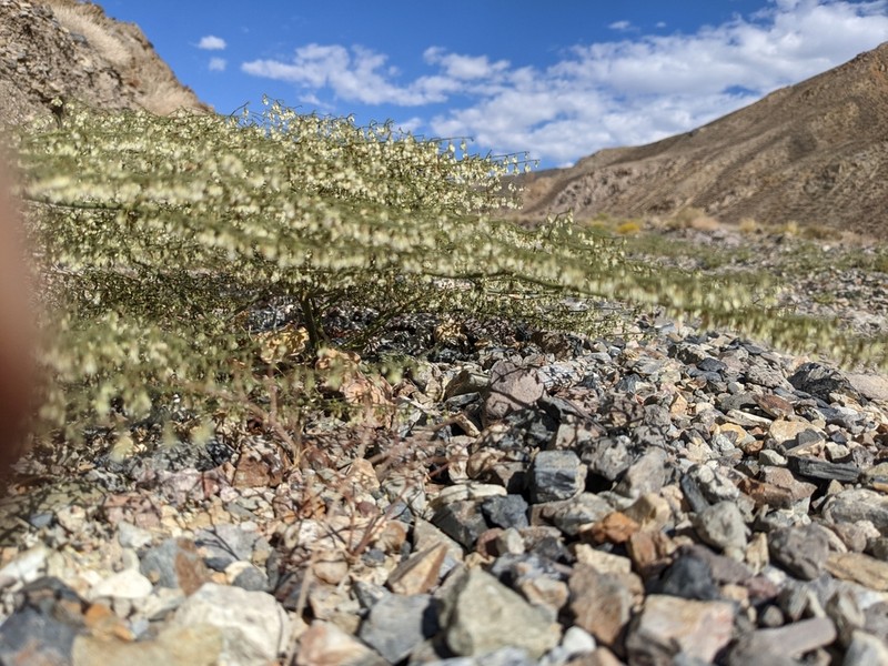 Parry's Buckwheat photo 8