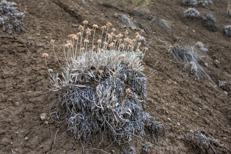 Brandegee's Buckwheat photo 2