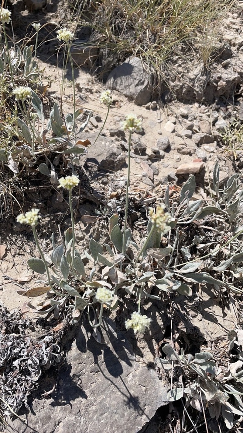 Brandegee's Buckwheat photo 3