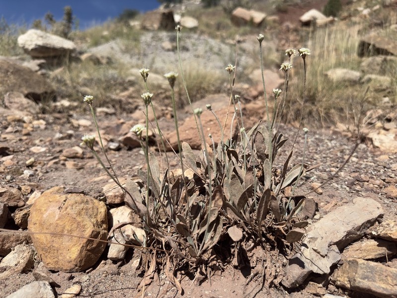 Brandegee's Buckwheat photo 4