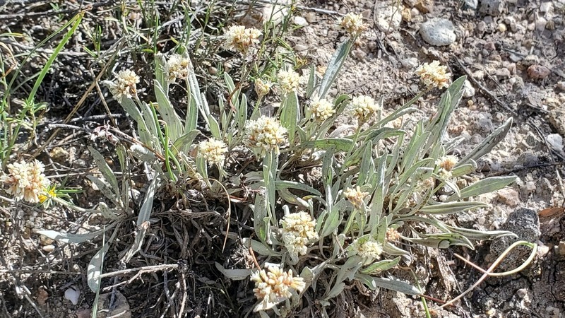 Brandegee's Buckwheat photo 5
