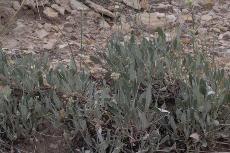 Brandegee's Buckwheat photo 6
