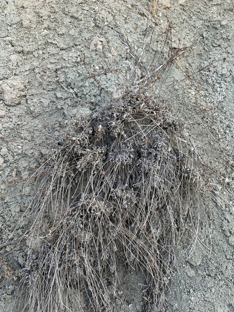 Brandegee's Buckwheat photo 7