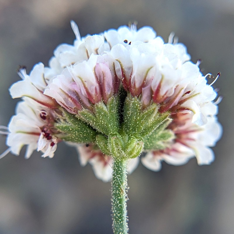Paiute Buckwheat