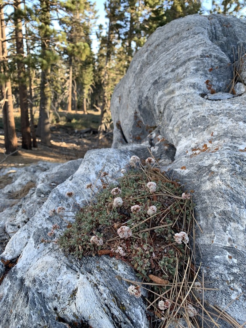 Paiute Buckwheat photo 2