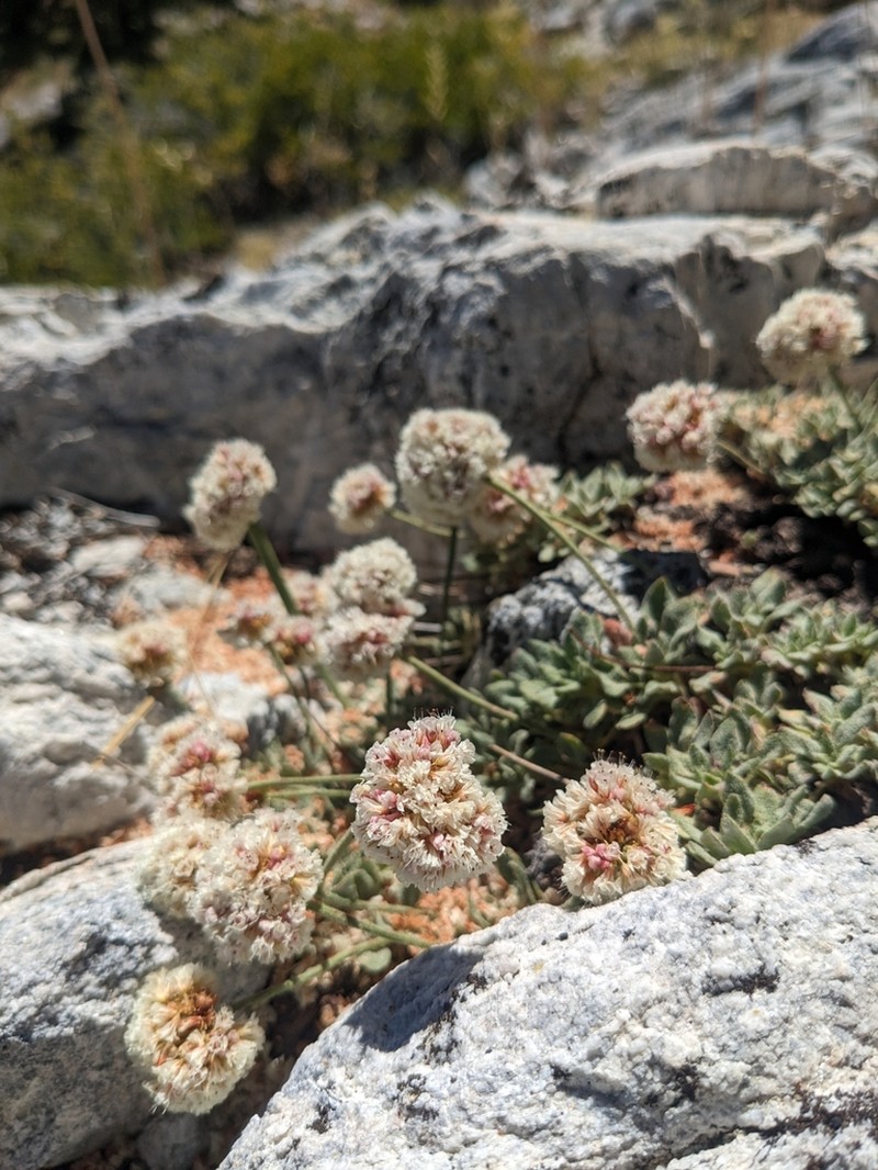 Paiute Buckwheat photo 3