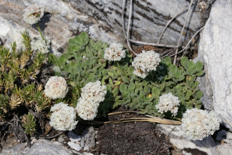 Paiute Buckwheat photo 4