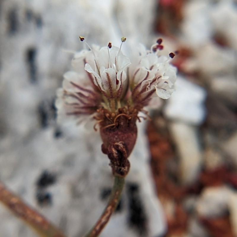Paiute Buckwheat photo 5