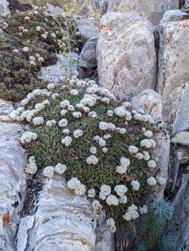Paiute Buckwheat photo 6